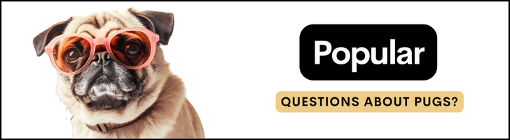 popular faqs about pugs