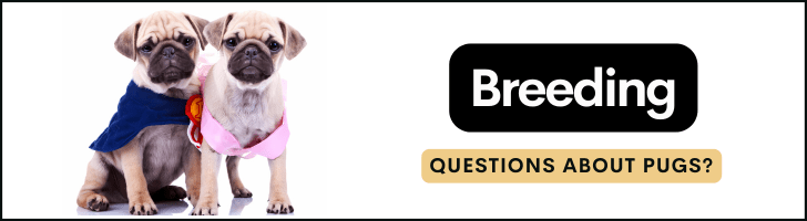 breeding questions about pugs