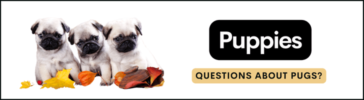 popular questions about pug puppies