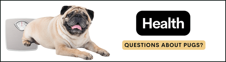popular health questions about pugs