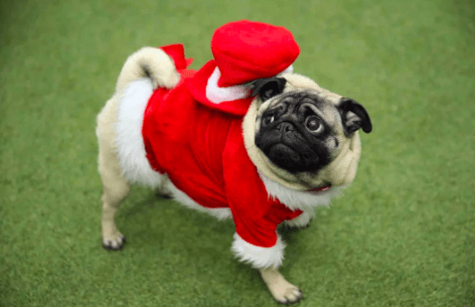 pug in a santa outfit for christmas