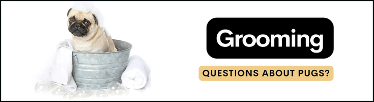 grooming faqs about pugs