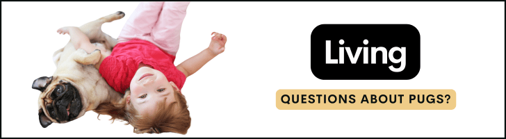 are pugs good to live with kids