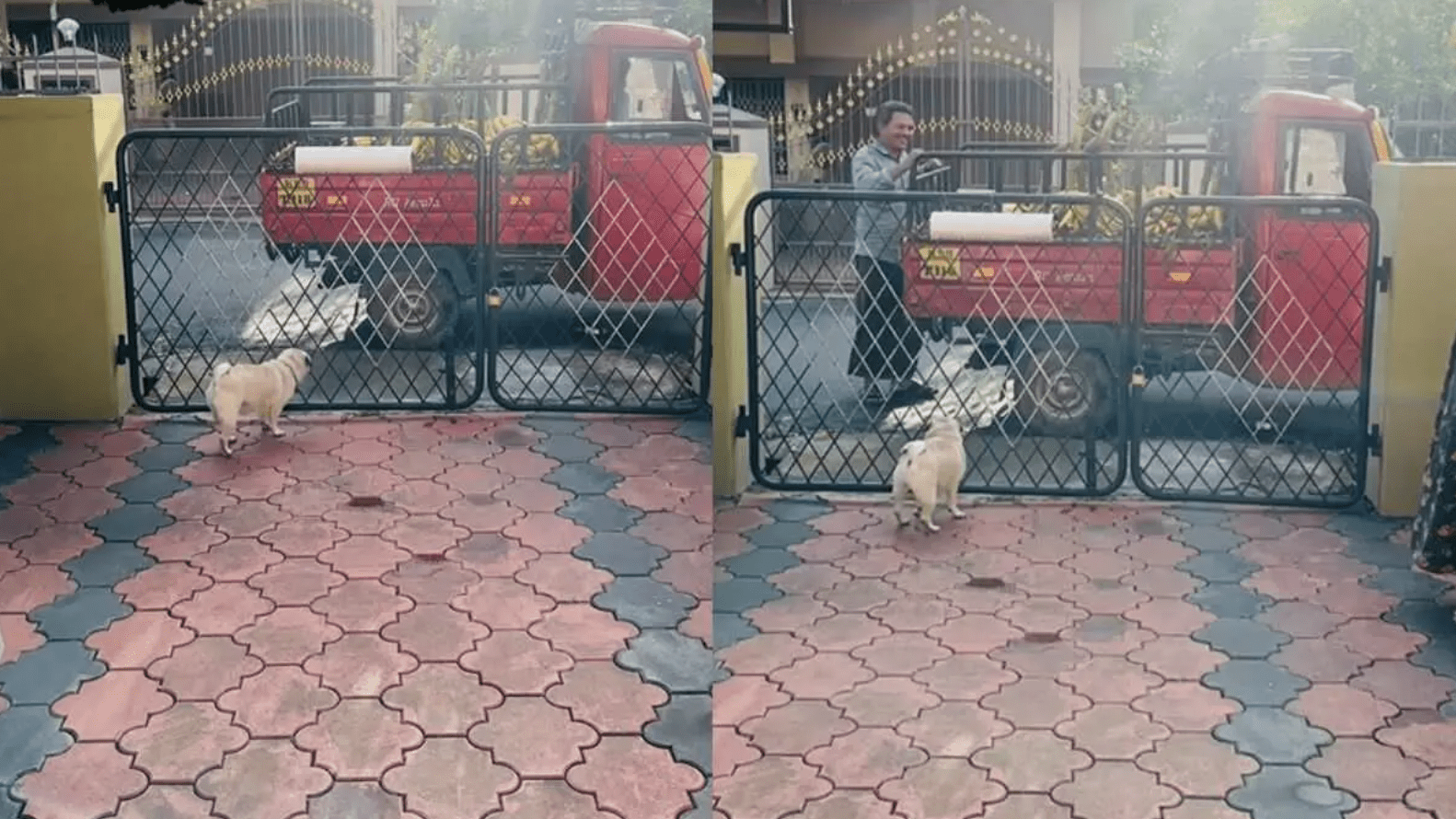 Ammu the Pug