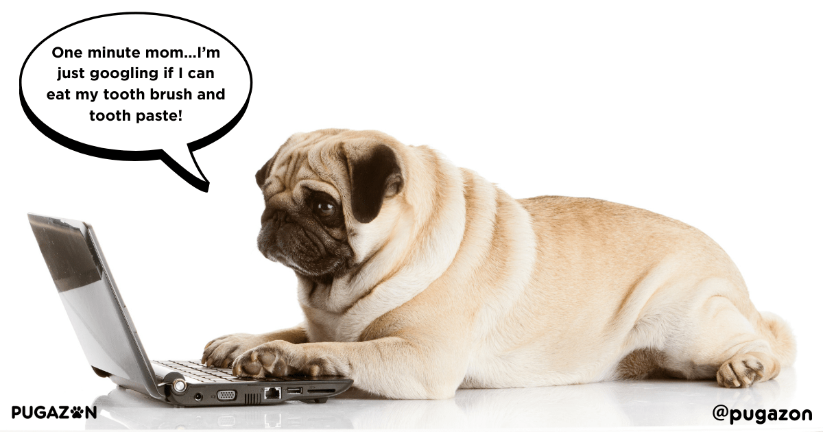 Common Dental Problems in Pugs