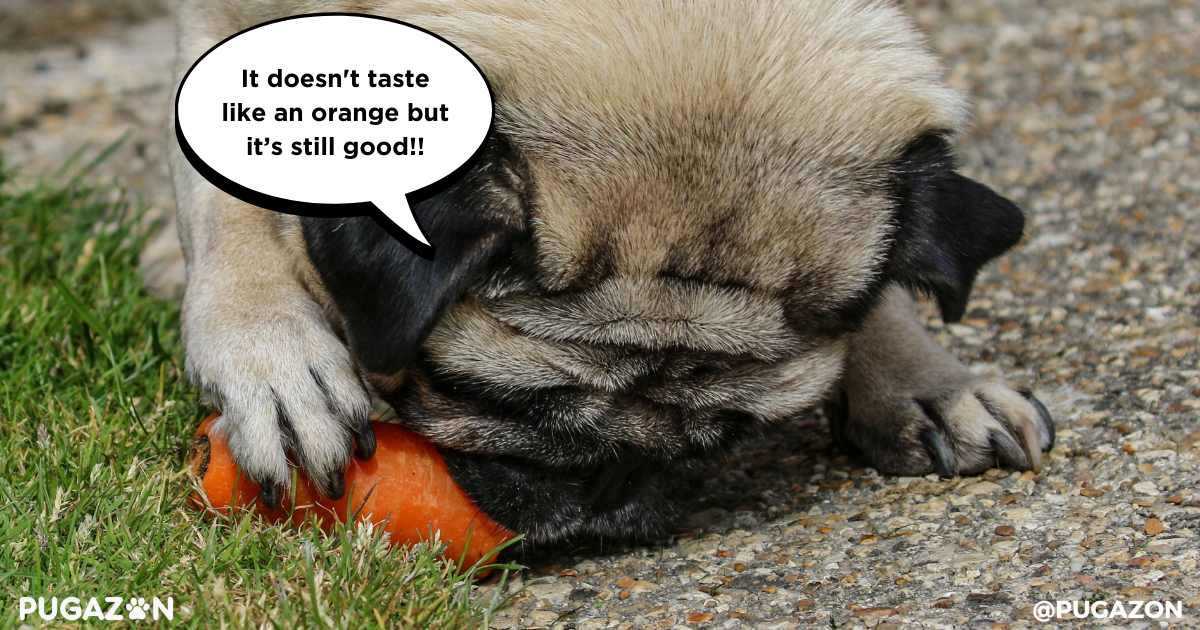 dental care home remedies for pugs