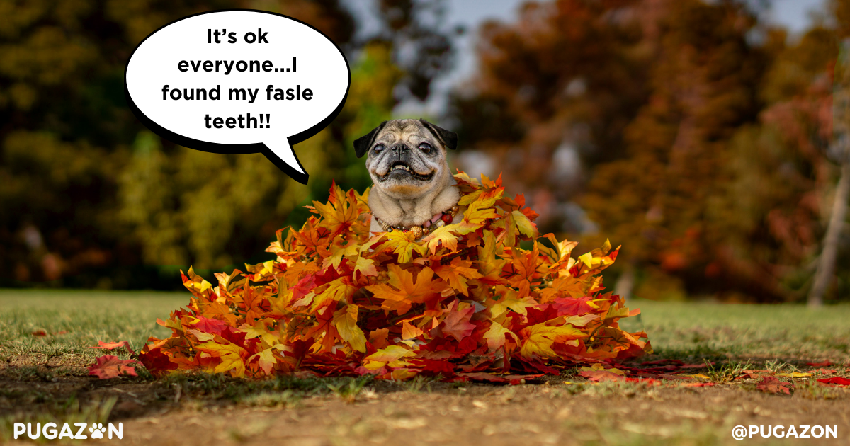 How to Make Dental Care Fun for Your Pug