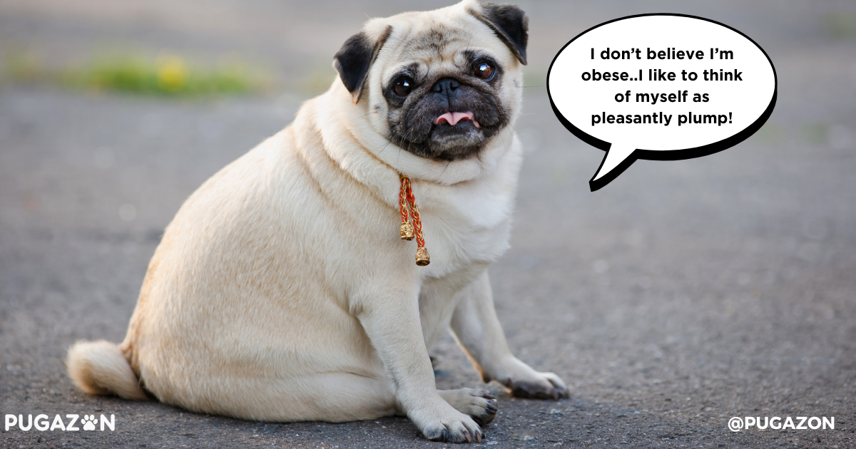The Growing Concern of Pug Obesity