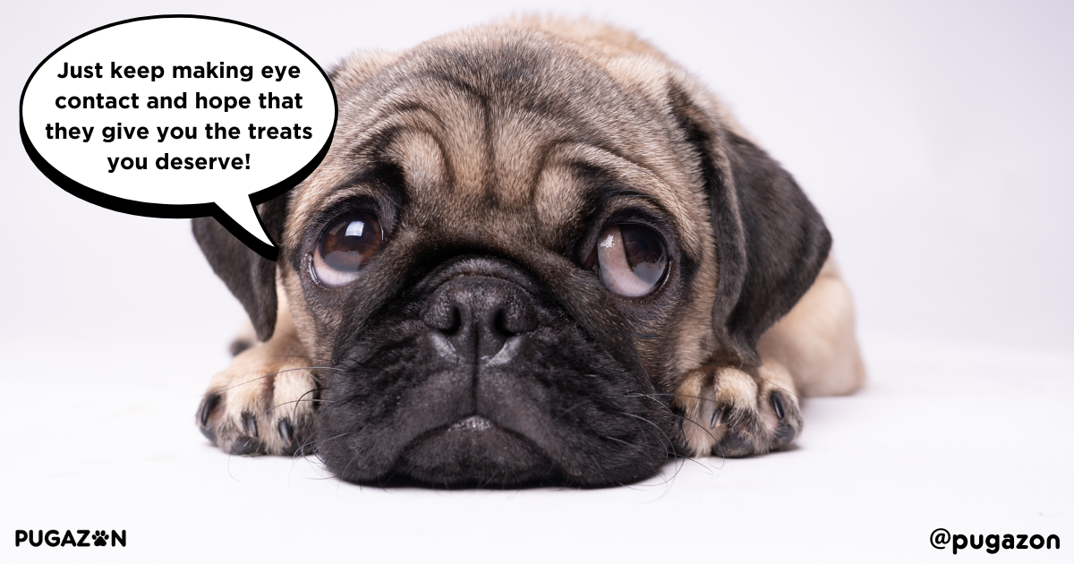 Overfeeding and Excessive Treats with pugs