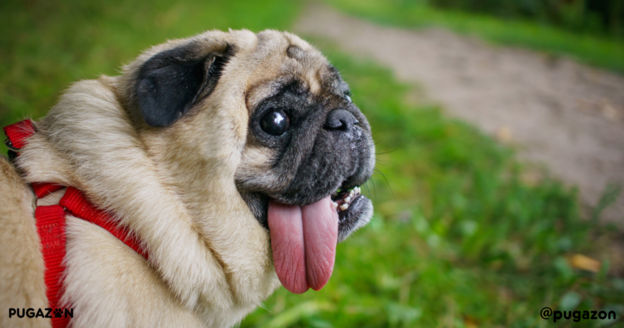 funny pug with a leash and harness in a park training