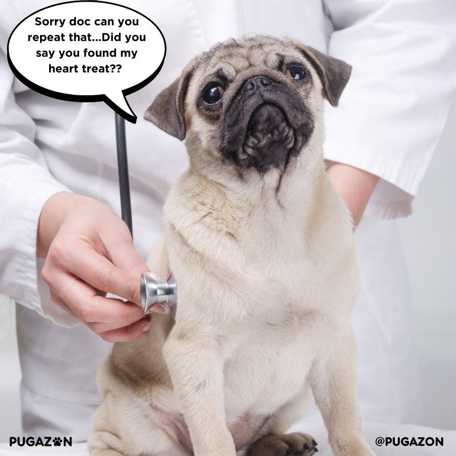Regular Vet Checkups help avoid pug obesity