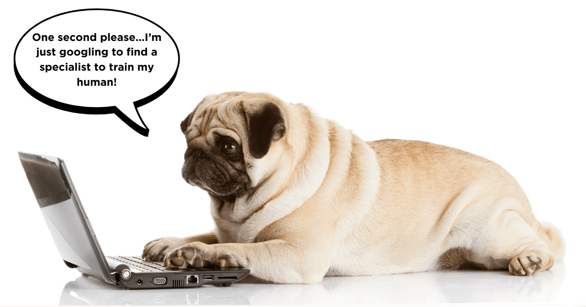 Overcoming Common Challenges in Crate Training for Pugs