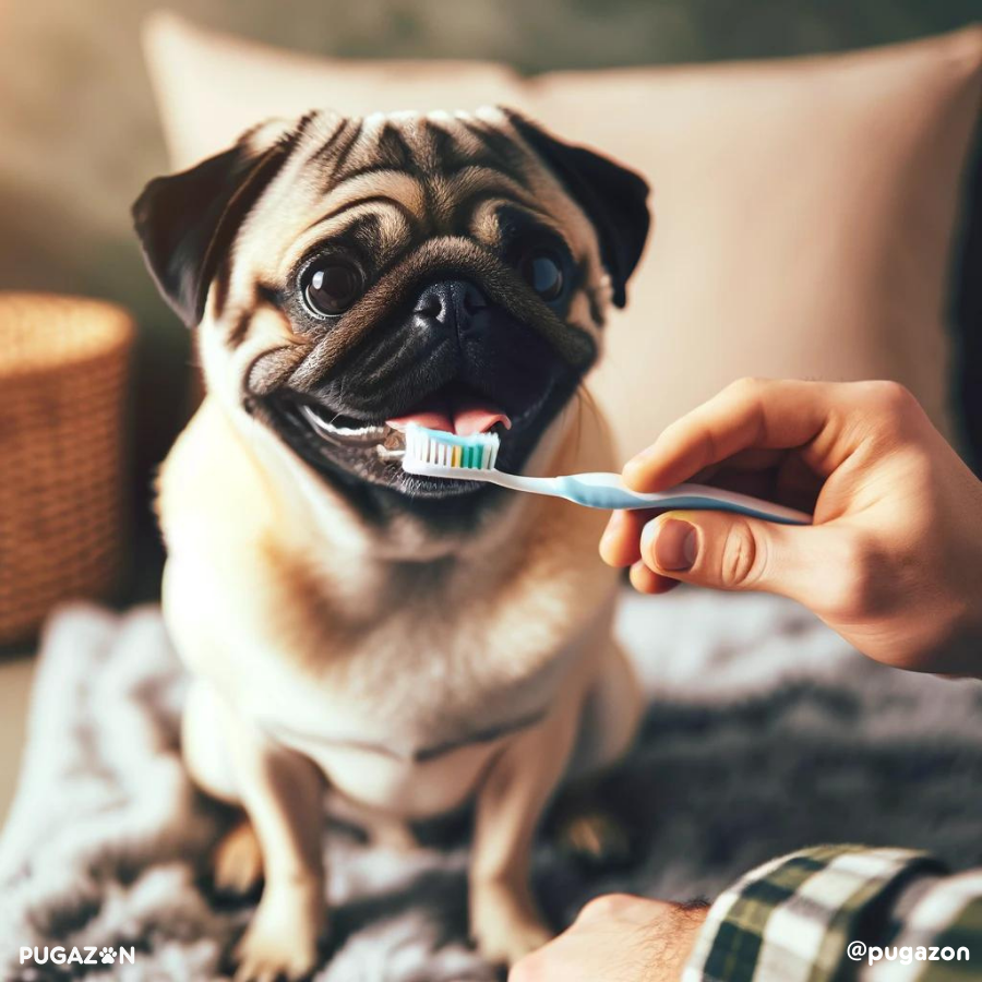 guide to brushing your pugs teeth