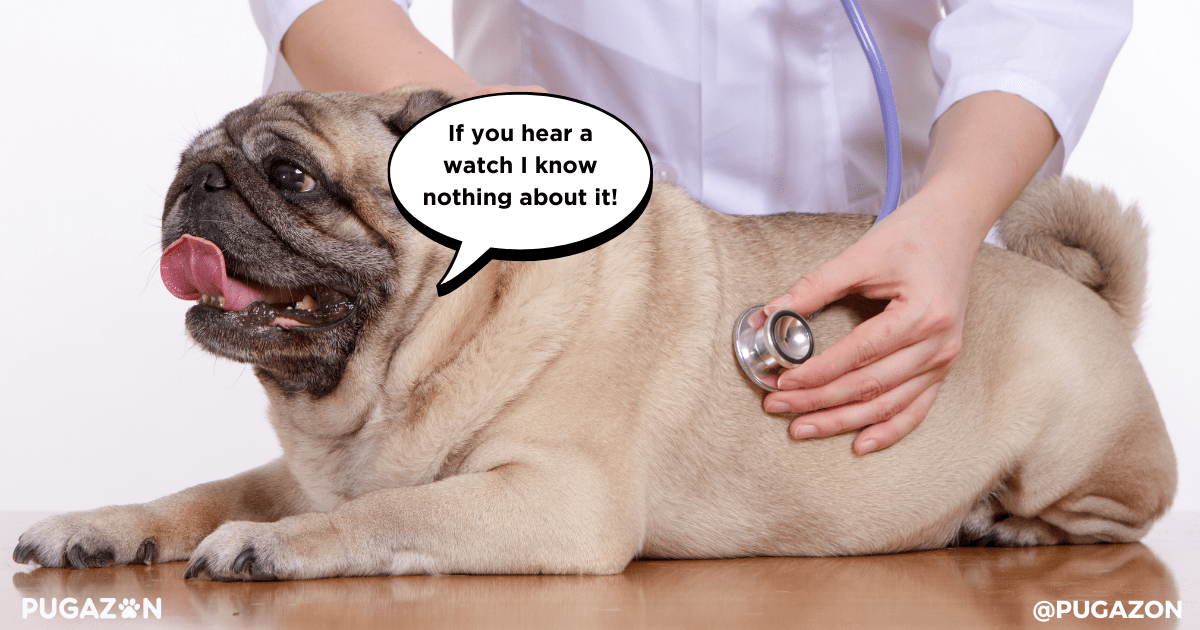 When to See a Vet for Dental Problems in Pugs
