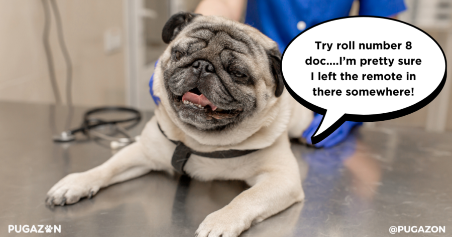 Blood Tests and Diagnostics for Aging Pugs