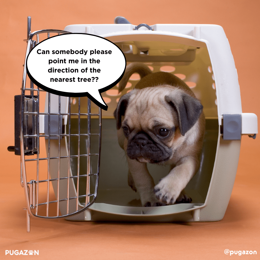 When and How to Use the Pug Crate