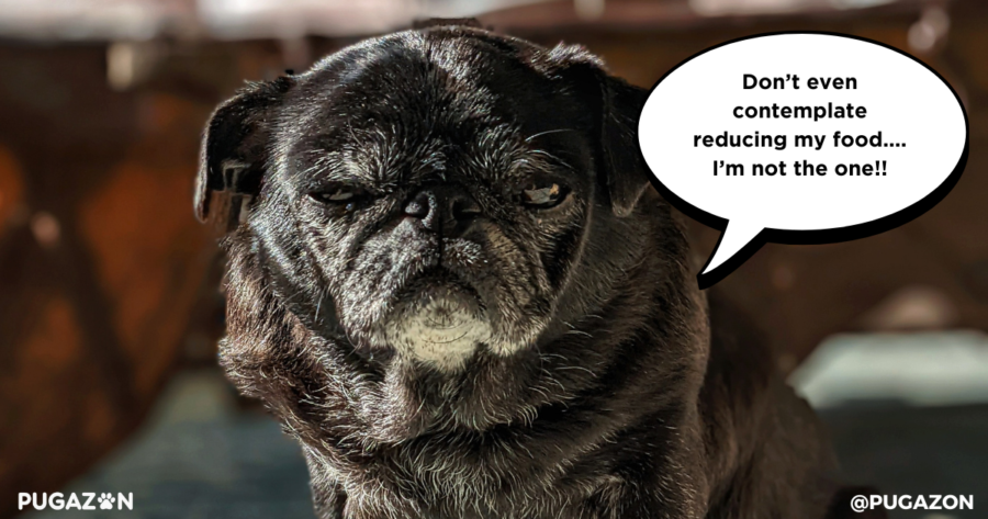 Nutrition and Diet for Senior Pugs