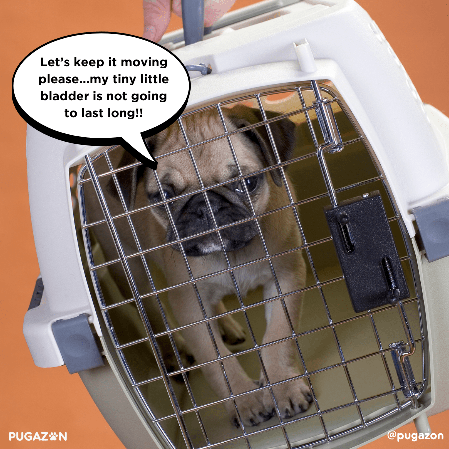 Step By Step Tips for Crate Training Pugs