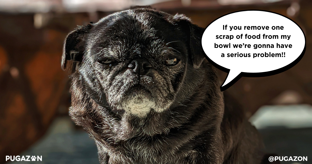 Managing Your Pug’s Diet for a Healthy Weight