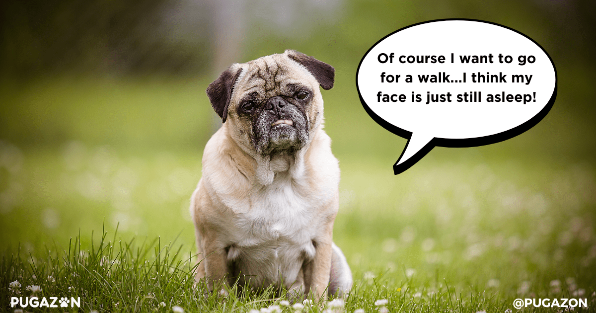 Addressing Common Health Issues in Senior Pugs