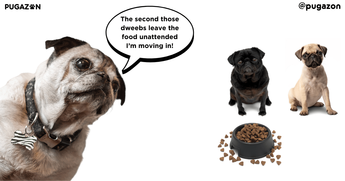 weight and diet management for older pugs