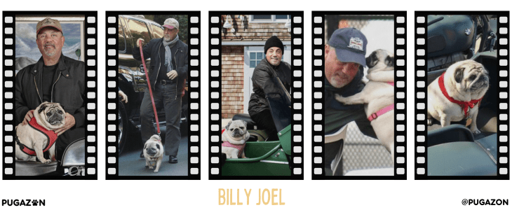 Billy Joel and Pugs