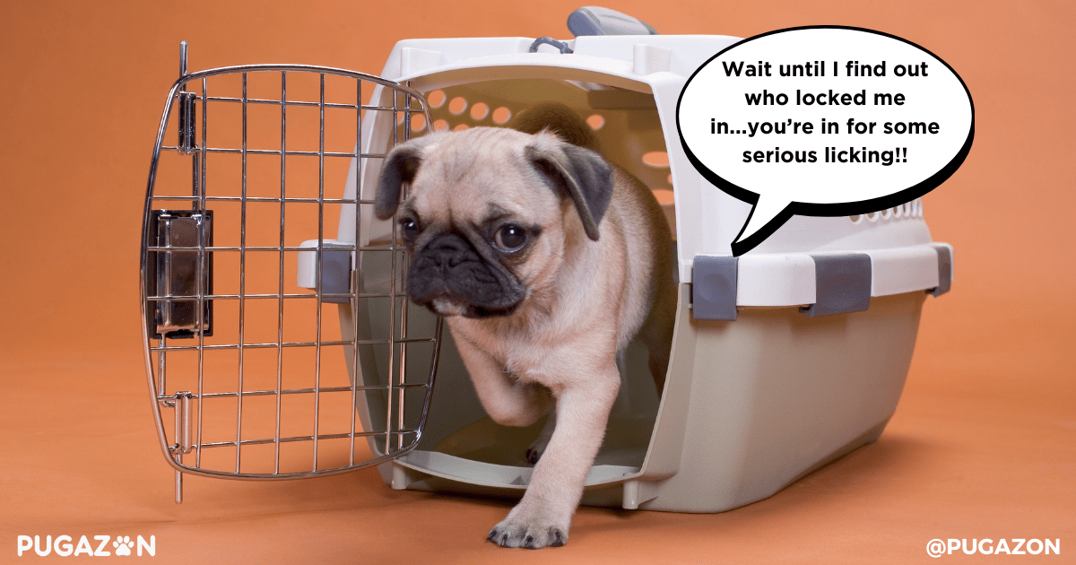 Making the Crate a Positive Space for Pugs