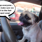 traveling with pugs