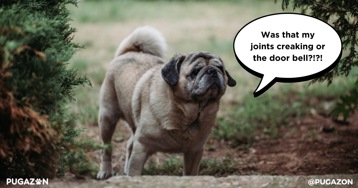 Pugs with Arthritis or Joint Pain
