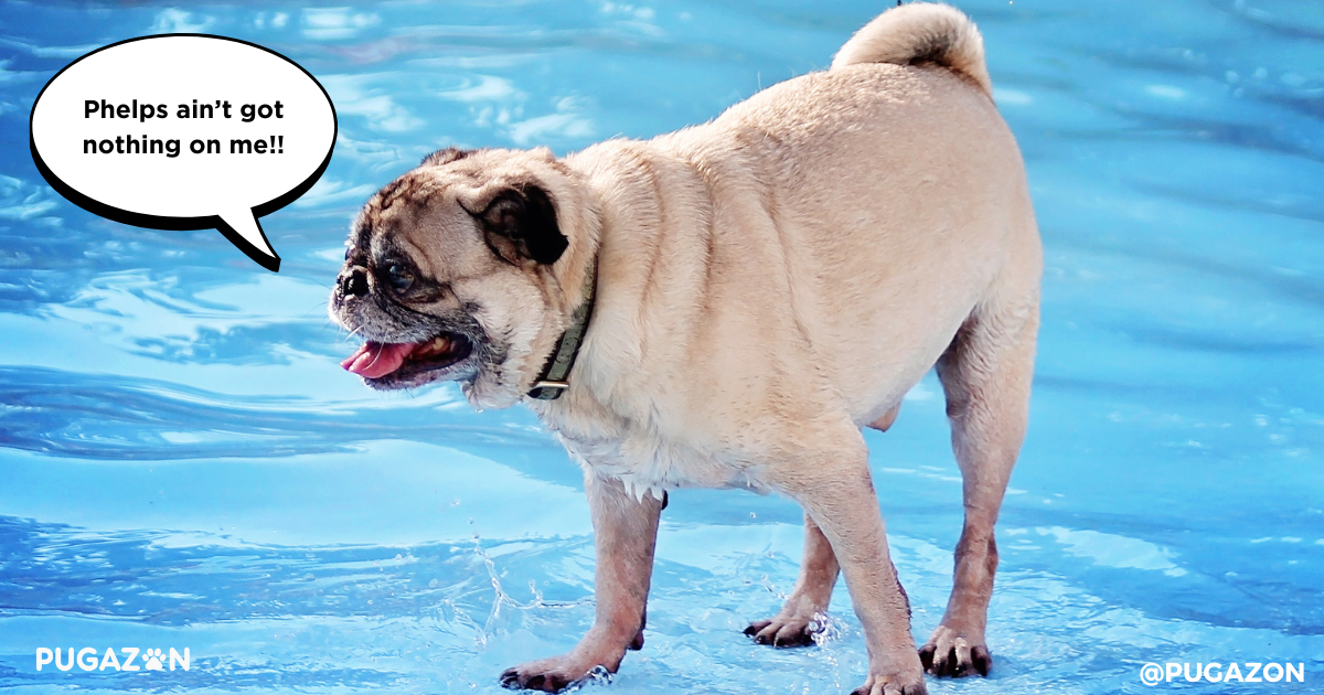 Swimming for Joint Relief for senior pugs