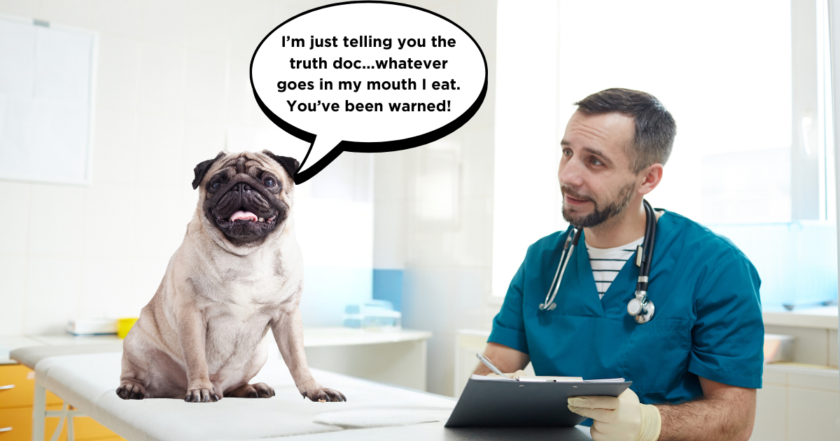 Professional Dental Cleaning for Pugs: What to Expect