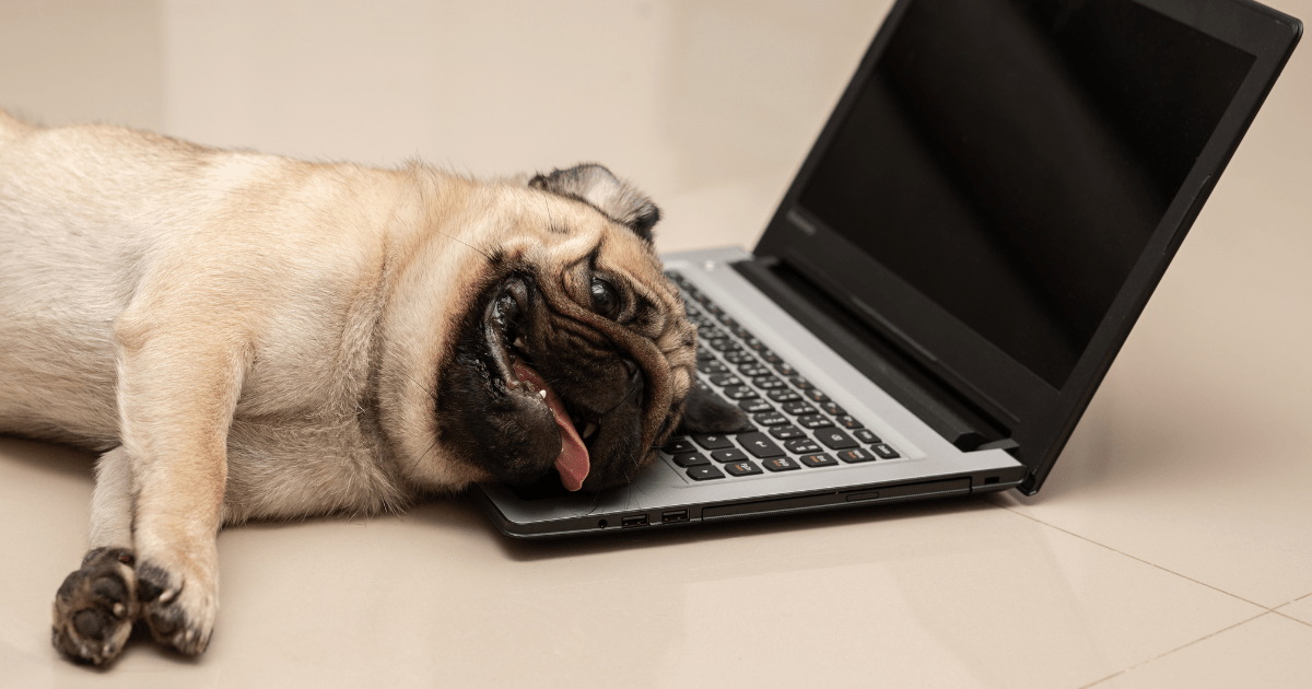 Training a Stubborn Pug