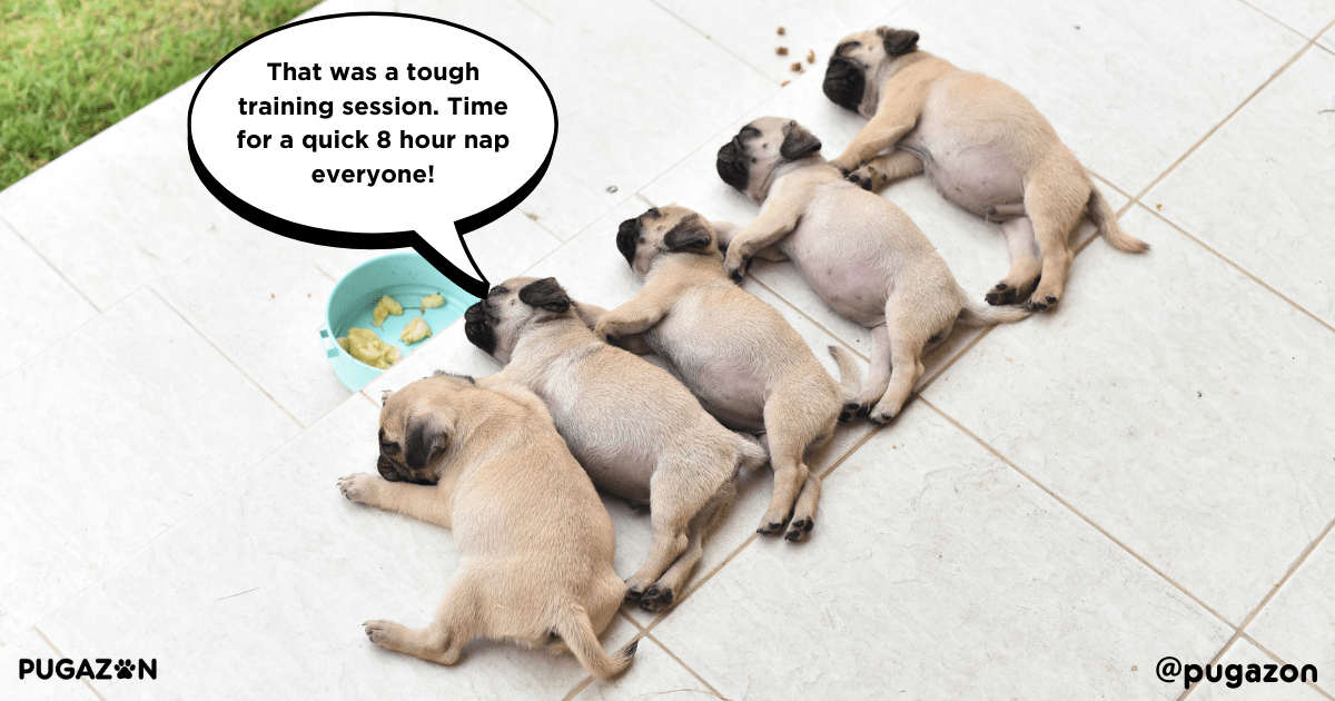 training pug puppies