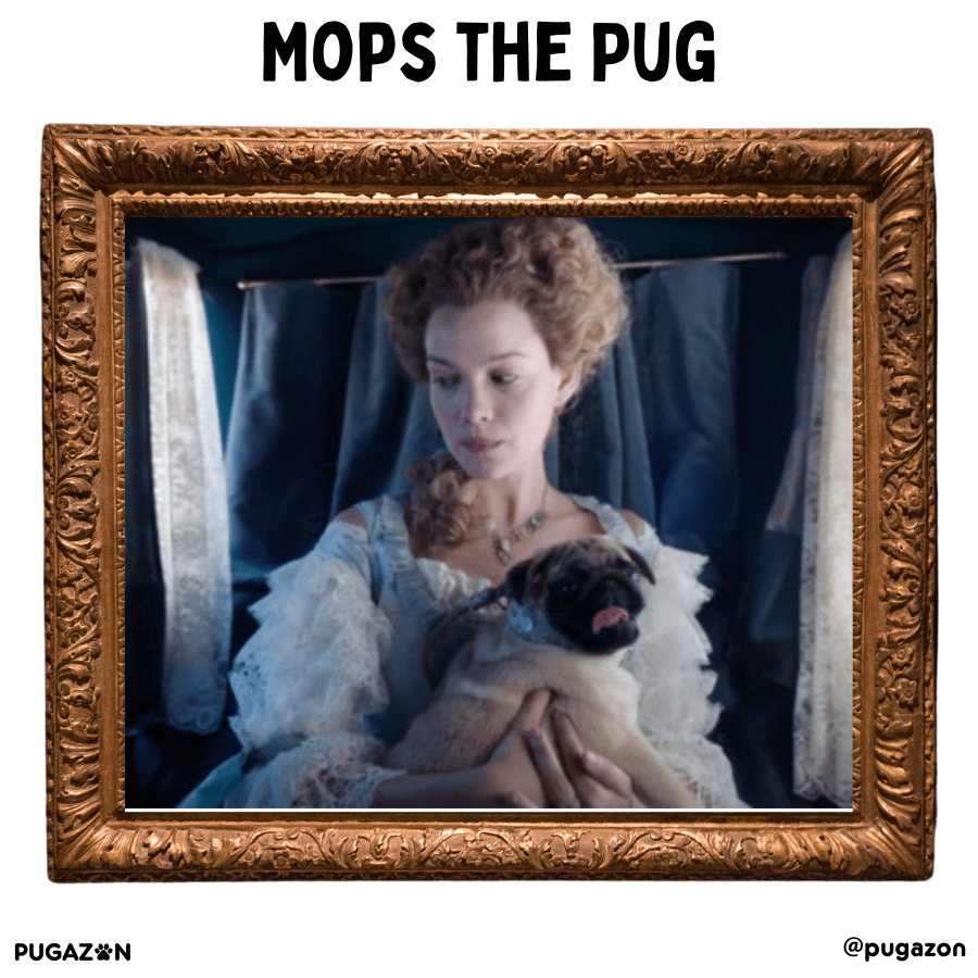 mops the pug and his incredible story