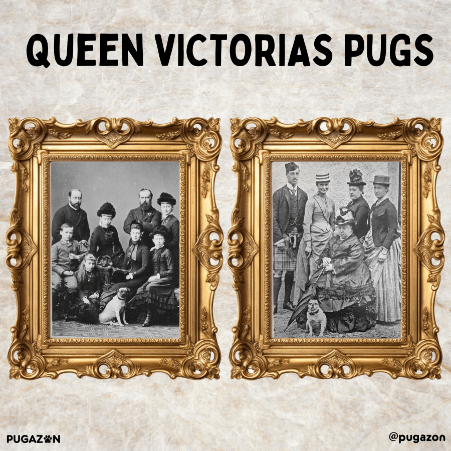 queen Victorias and her iconic royal pugs