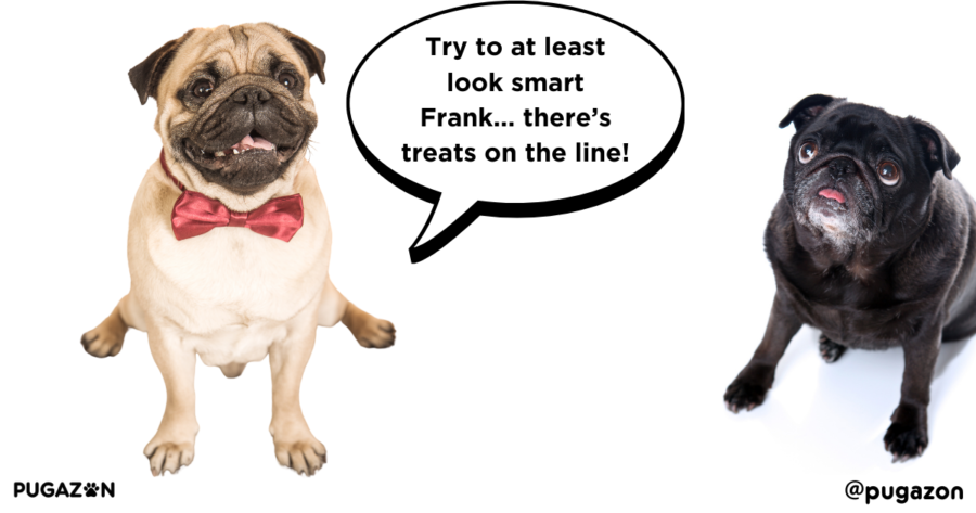 Positive Reinforcement Techniques for Training Stubborn Pugs
