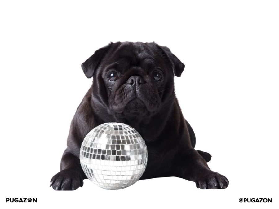 black pug breed dog lying down with a silver disco ball staring at the camera