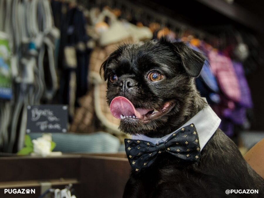 photograph of a happy pug with black coat, sticking out it's tongue with a bowtie on and. a happy face