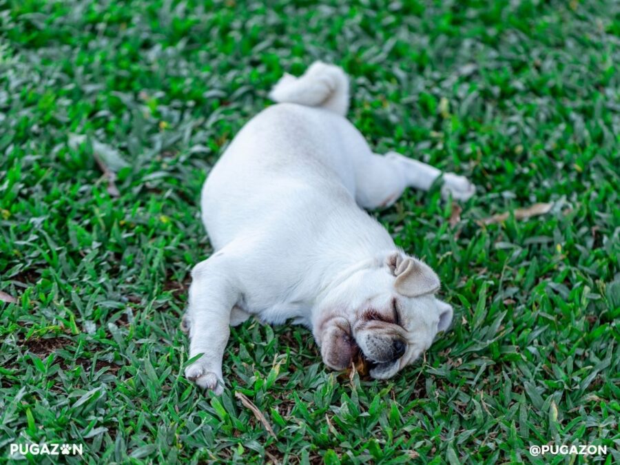 Owner brushing albino pug indoors to maintain coat cleanliness"