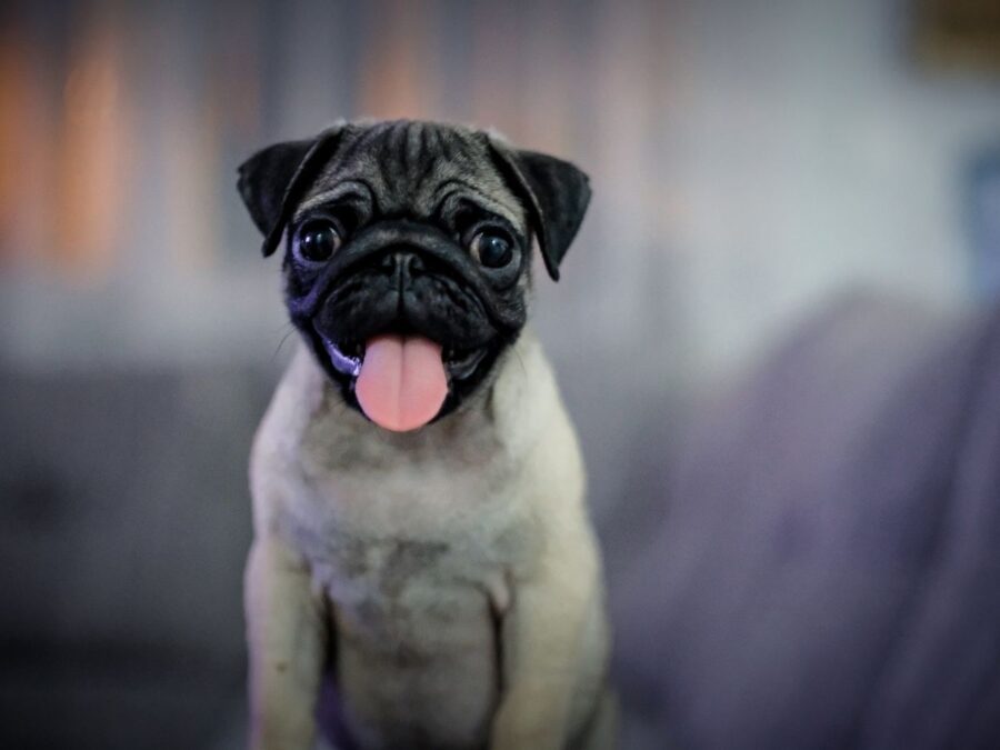 fawn pug puppy with a black face looking forward with it's tongue sticking out with a happy smiling face