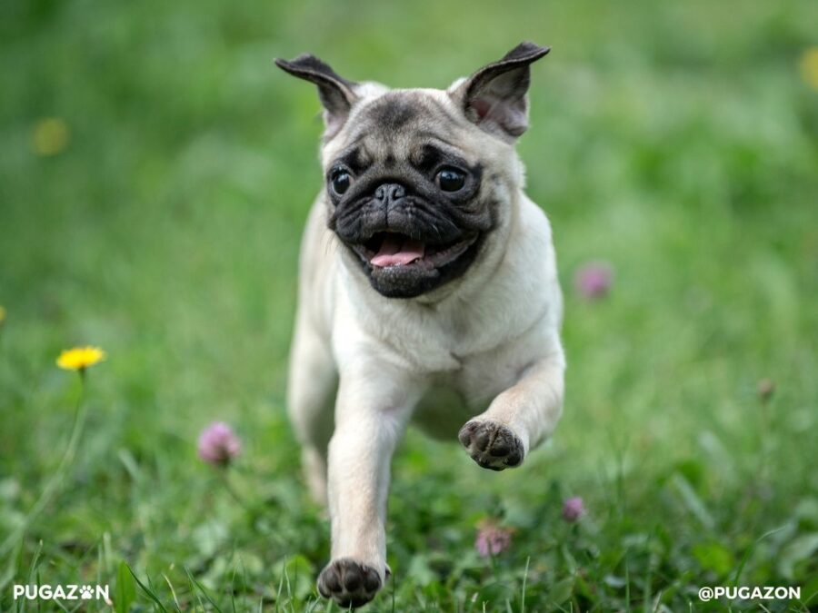 fawn pug puppy for sale running through green grass happy and smiling with it's tongue out