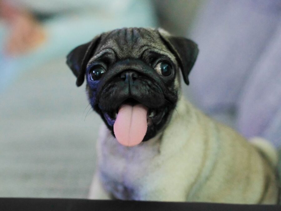 pug puppies for sale happy and smiling with its tongue out