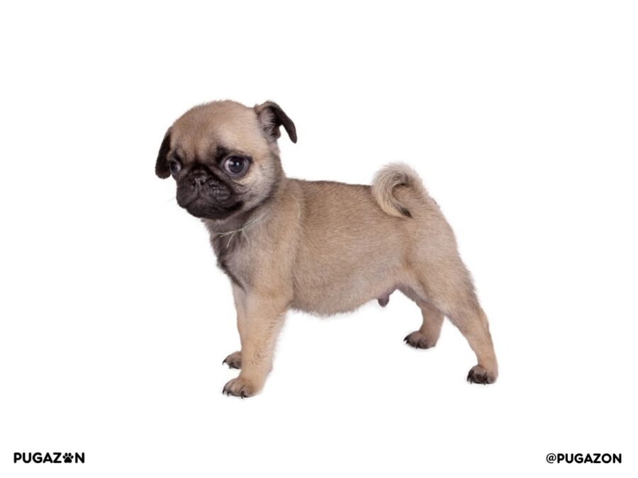 fawn pug puppies for sale