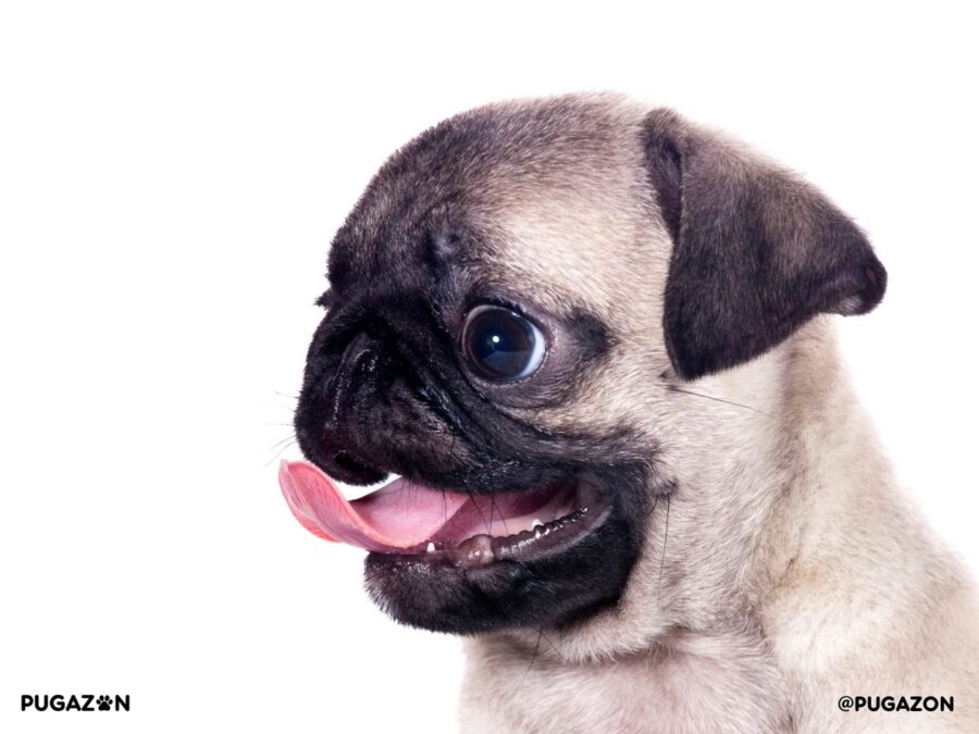happy pug for sale with it's tongue out waiting for a new owner and home
