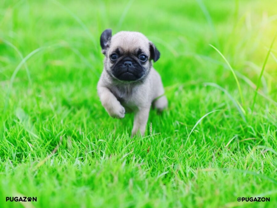 fawn pug puppy running though the green grass with it's ears flapping.
