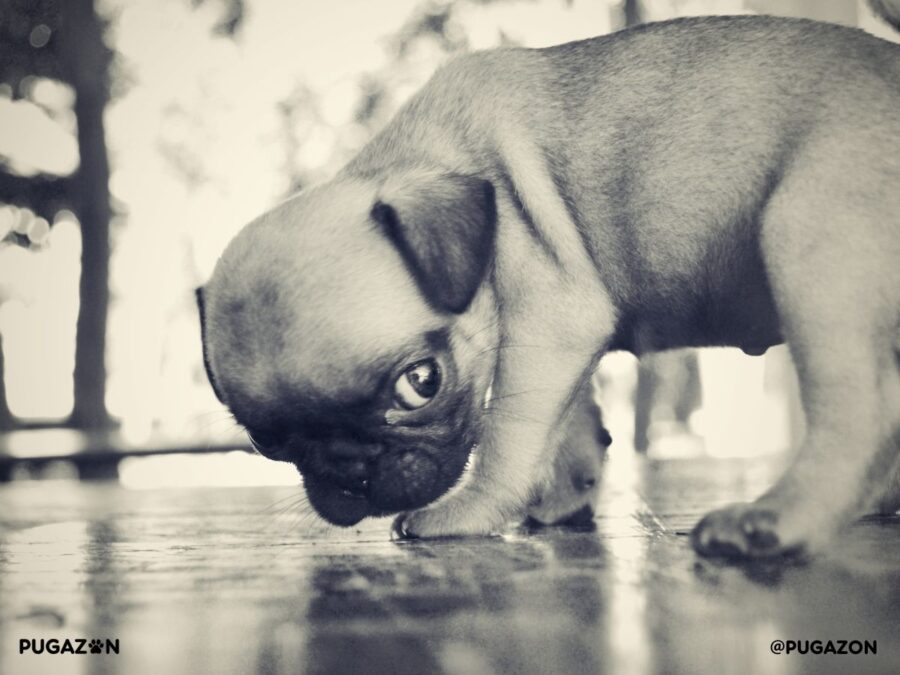 black and white photo of a pug pup standing up looking at the camera with a cute face