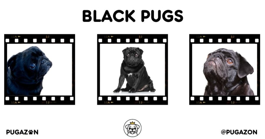 photo collage of three black pugs with dark glossy coats in different poses