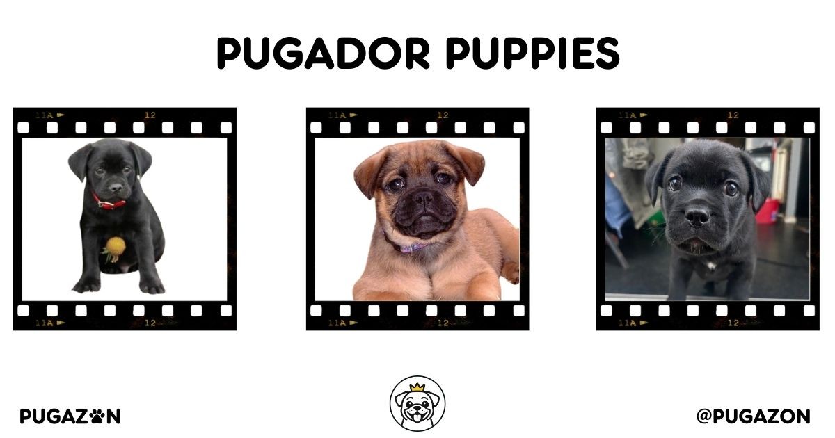 pugador puppies