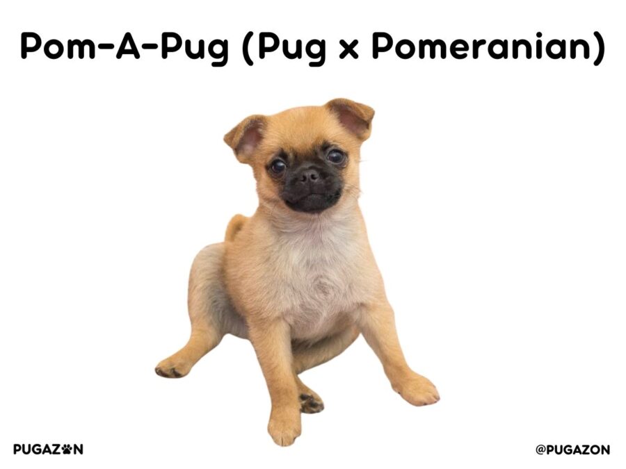 Small Pom-A-Pug dog sitting down looking at the camera