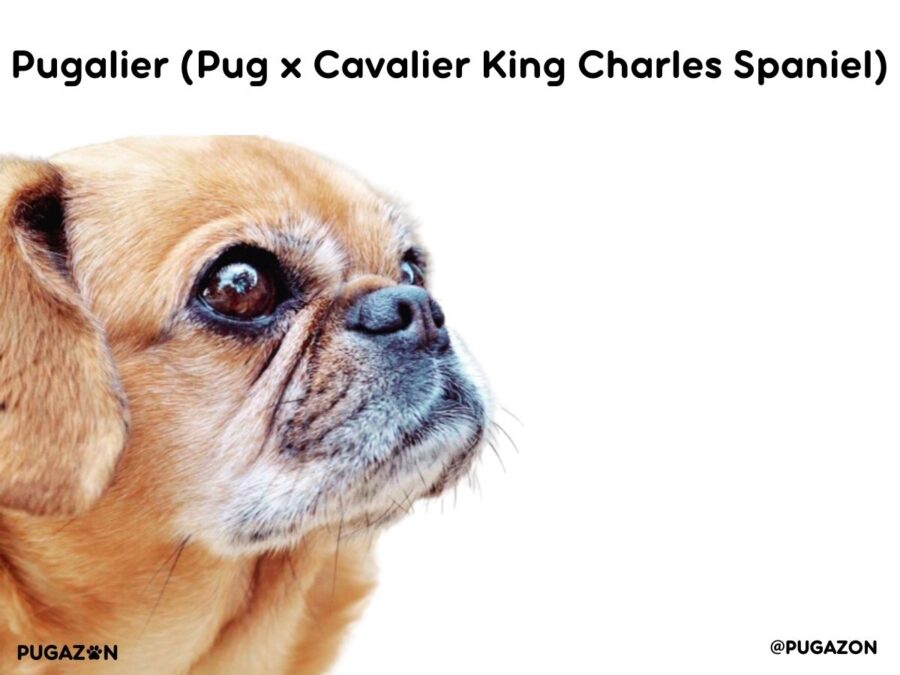 Pugalier dog relaxing on a sofa with owner